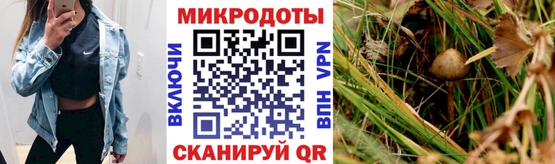 Псилоцибиновые грибы Psilocybe Талица